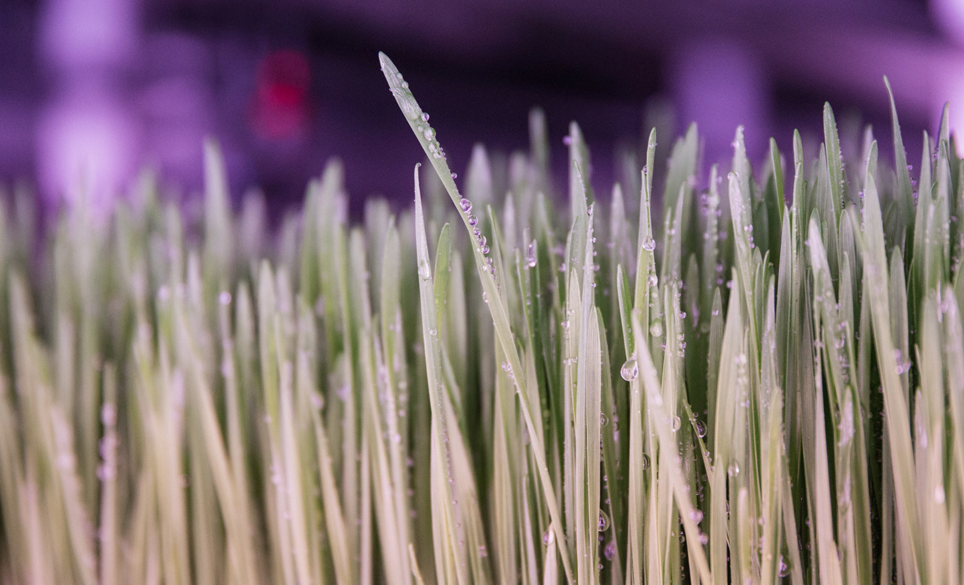 Натуральный источник витаминов и минералов