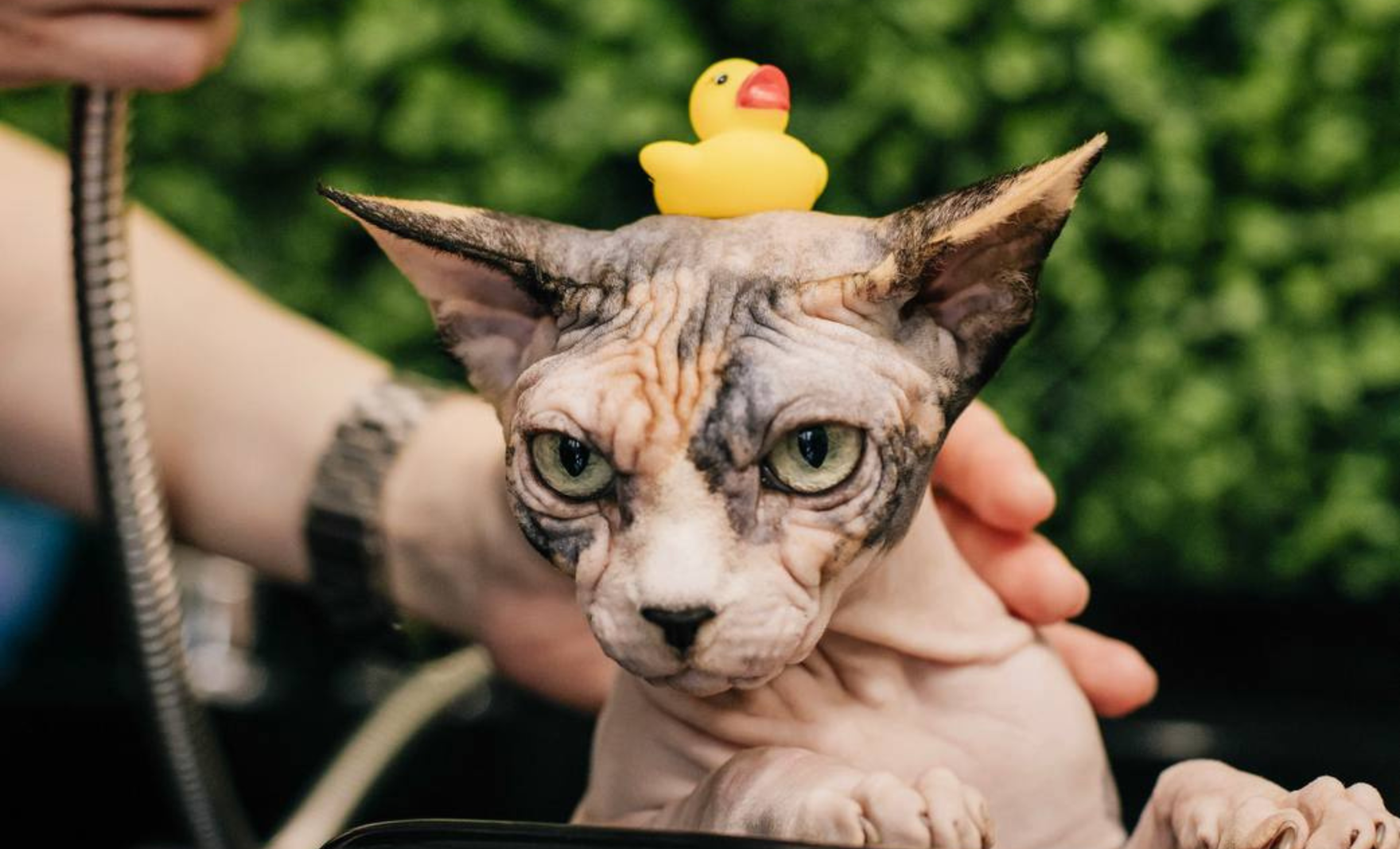 Valery Groom: о любви к животным, груминге и красоте без стресса