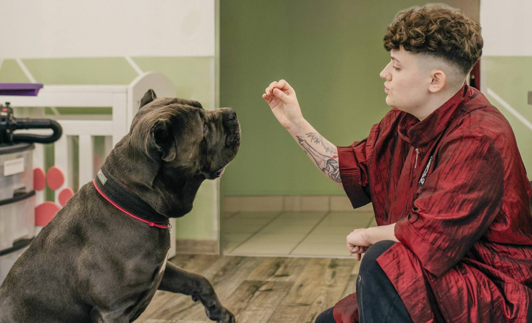 Valery Groom: о любви к животным, груминге и красоте без стресса