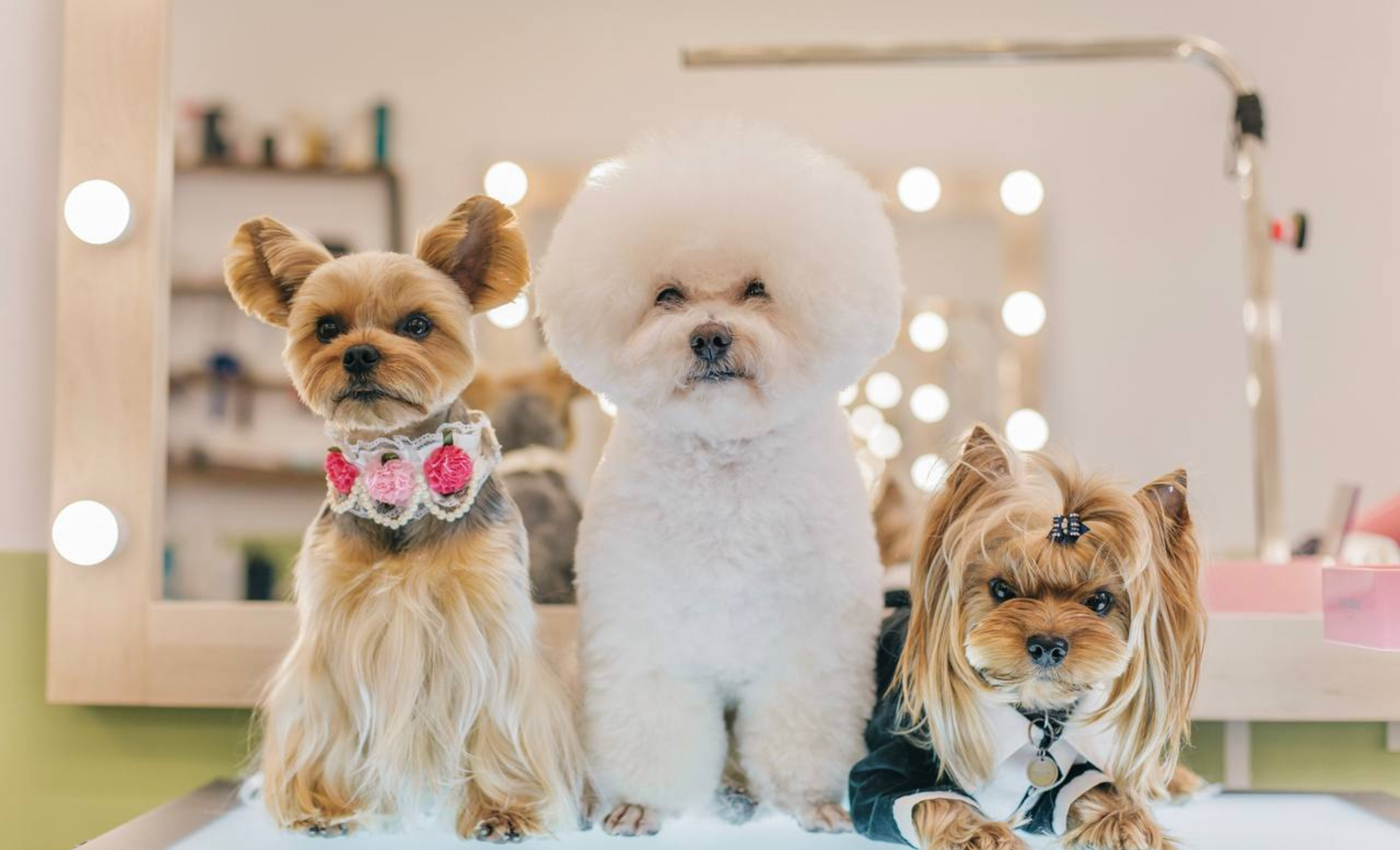 Valery Groom: о любви к животным, груминге и красоте без стресса